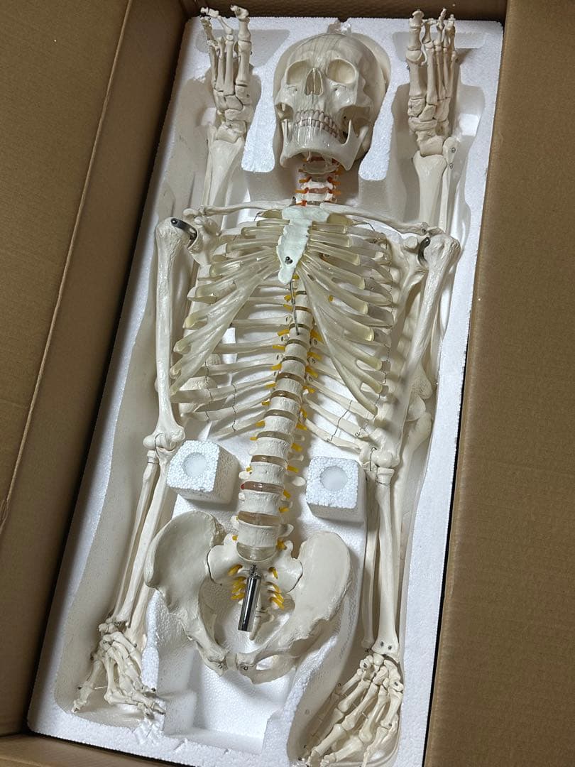人体模型　180センチ　ガイコツ　ラスト一点です