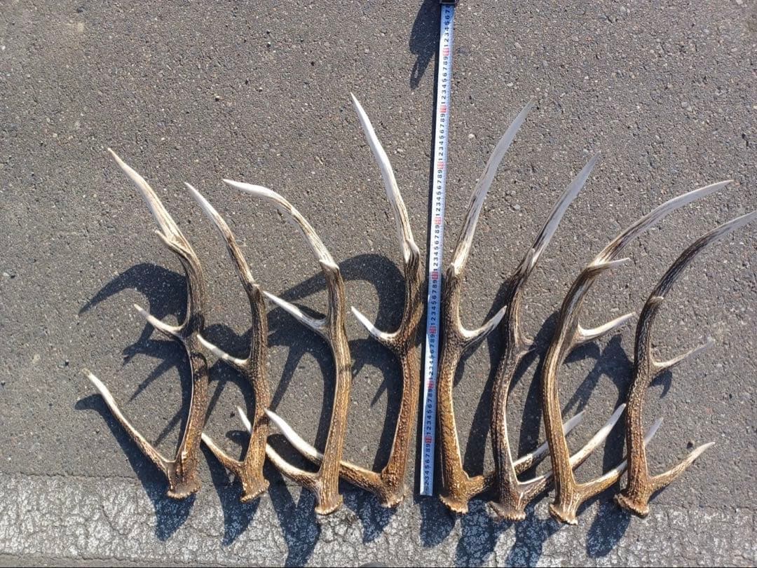 エゾシカの角 11対