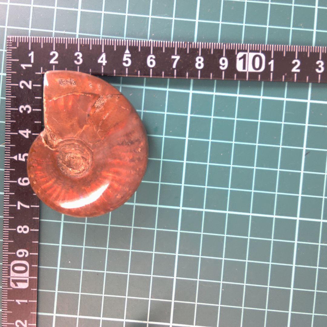 小物１ アンモナイト化石 赤褐色