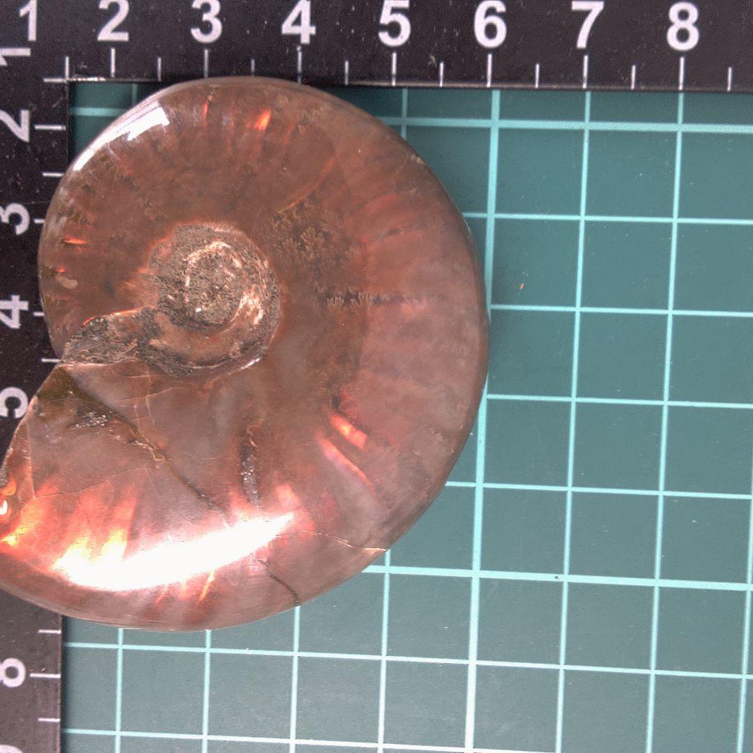小物１ アンモナイト化石 赤褐色