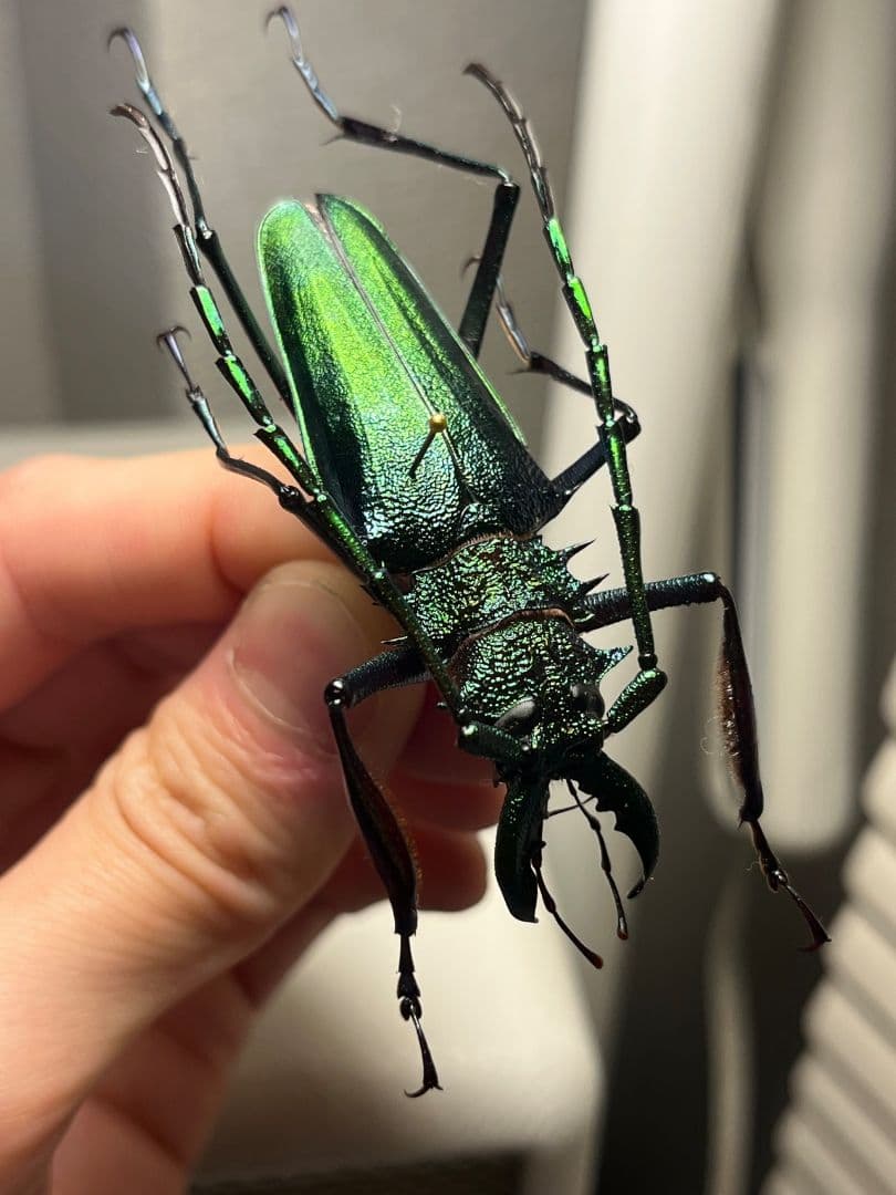 【極美GREEN】ルリオニカミキリ ムラサキオニノコギリカミキリ 昆虫標本