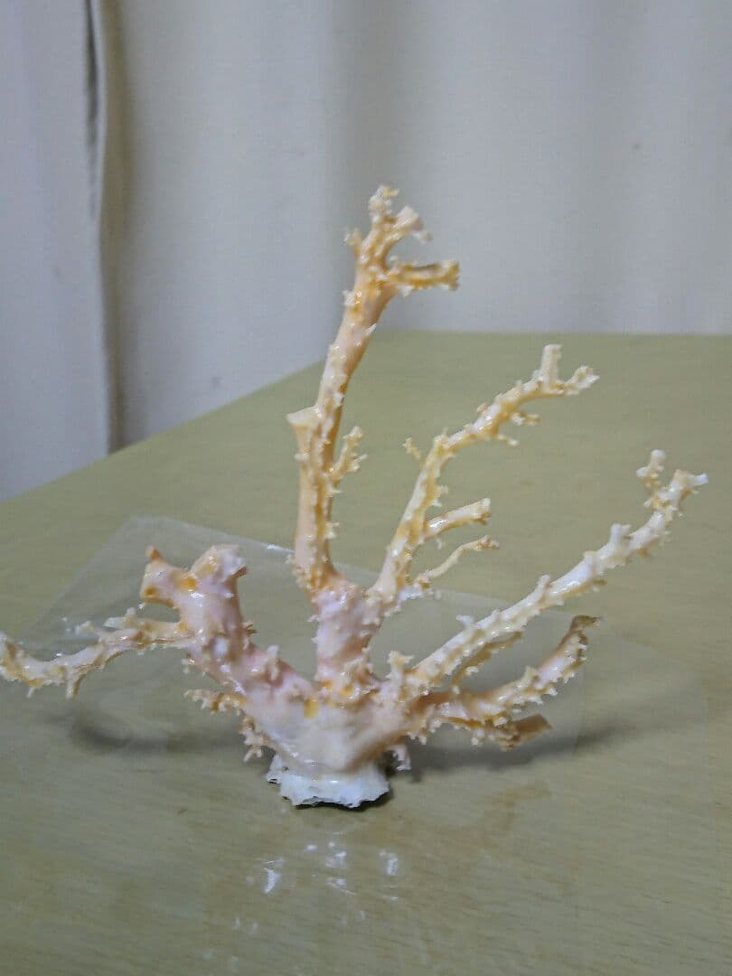 シルキー珊瑚(本物)