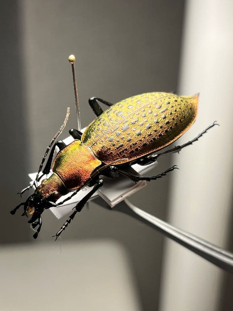 【極美個体】チョウセンカブリモドキ オサムシ標本 オサムシ マイマイカブリ