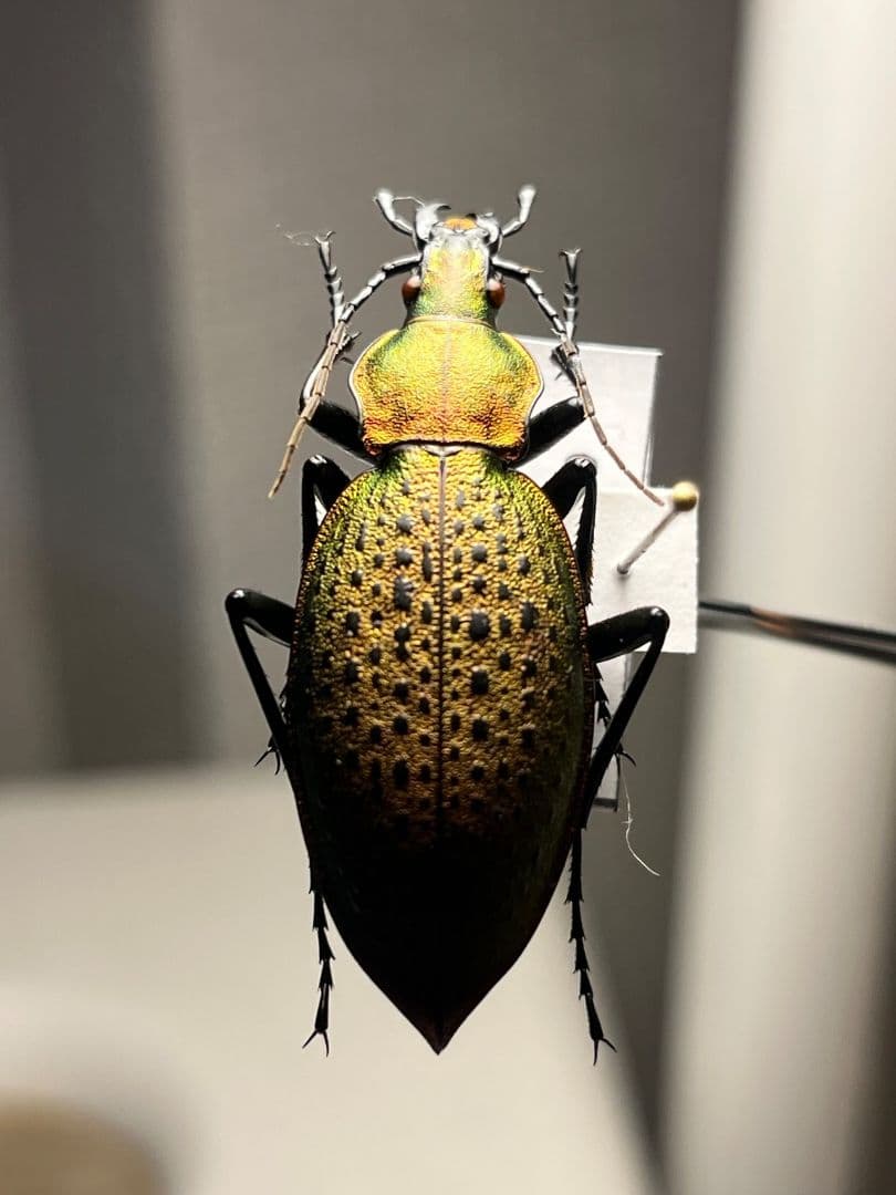 【極美個体】チョウセンカブリモドキ オサムシ標本 オサムシ マイマイカブリ