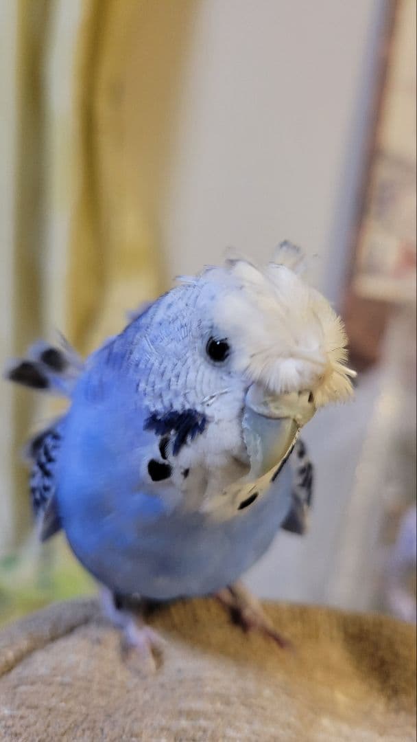 かわいいアクアちゃん