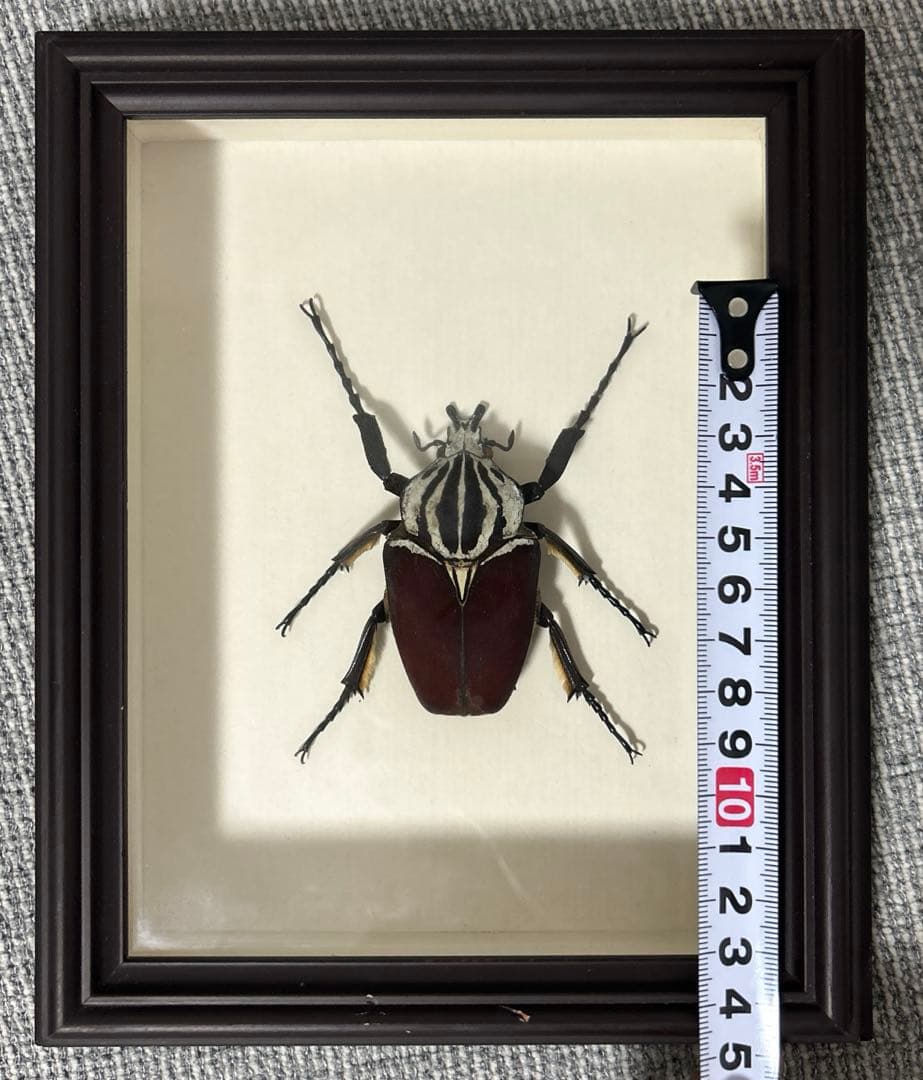 ゴライアスオオツノハナムグリ標本