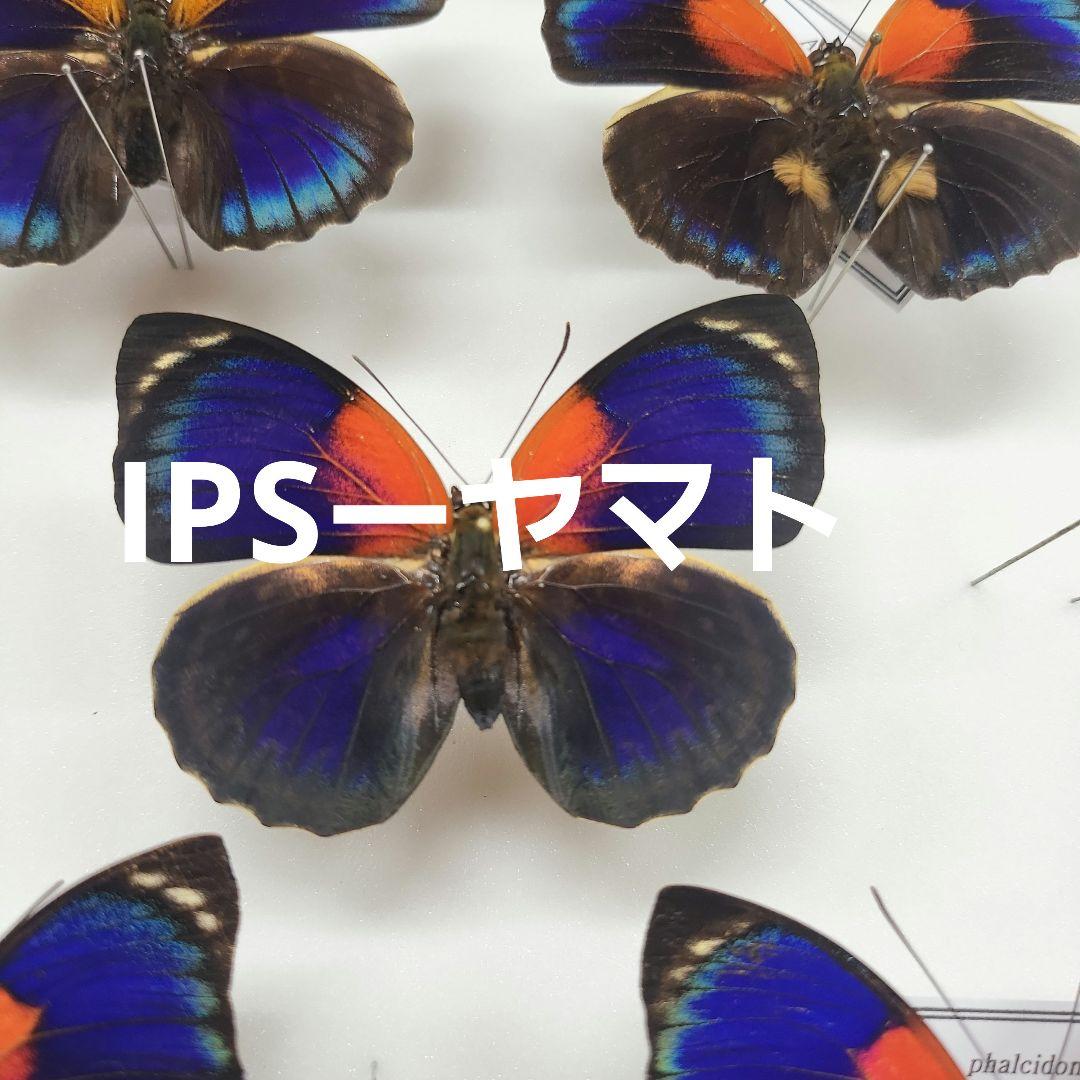 特別価格　コレクションシリーズアグリアス　激レアルビアルディーメス