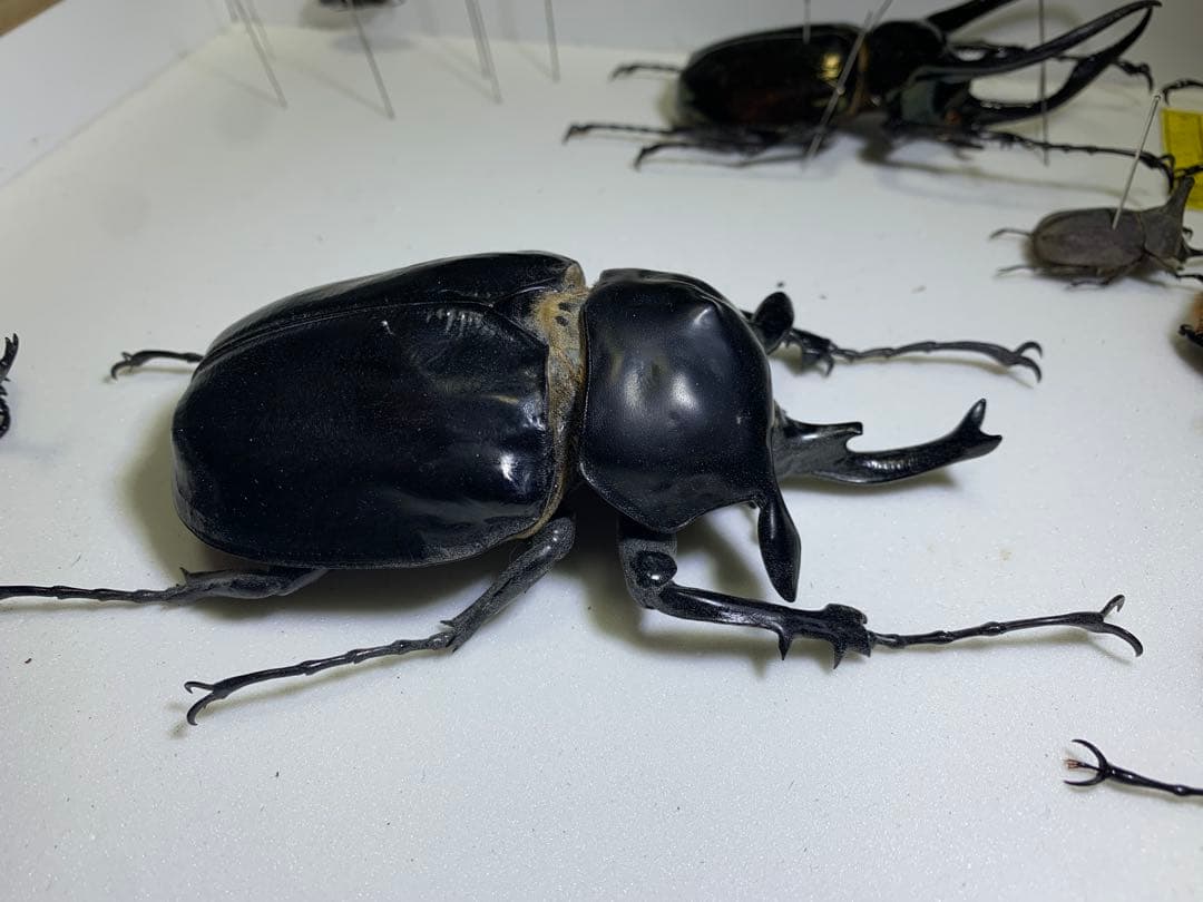 アクティオンゾウカブト　♂2頭　標本
