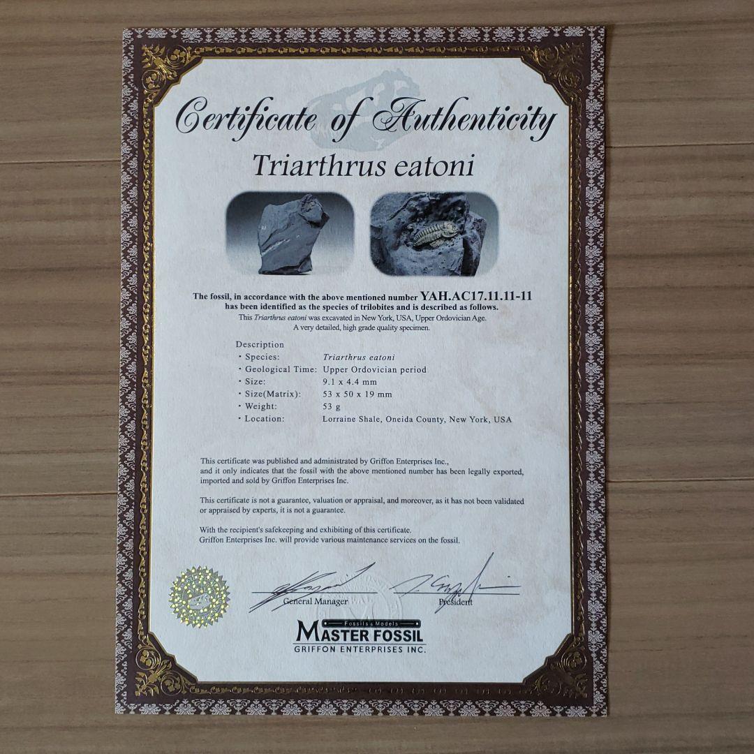 三葉虫　極上個体　足多数保存のトリアルトルス