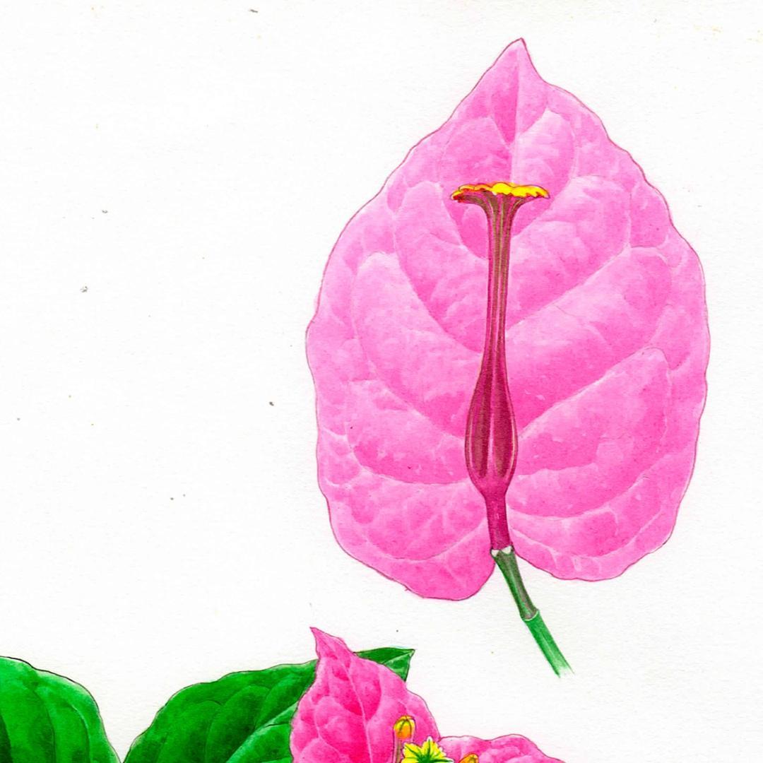 【絵画】ボタニカルアート「ブーゲンビレア」　原画