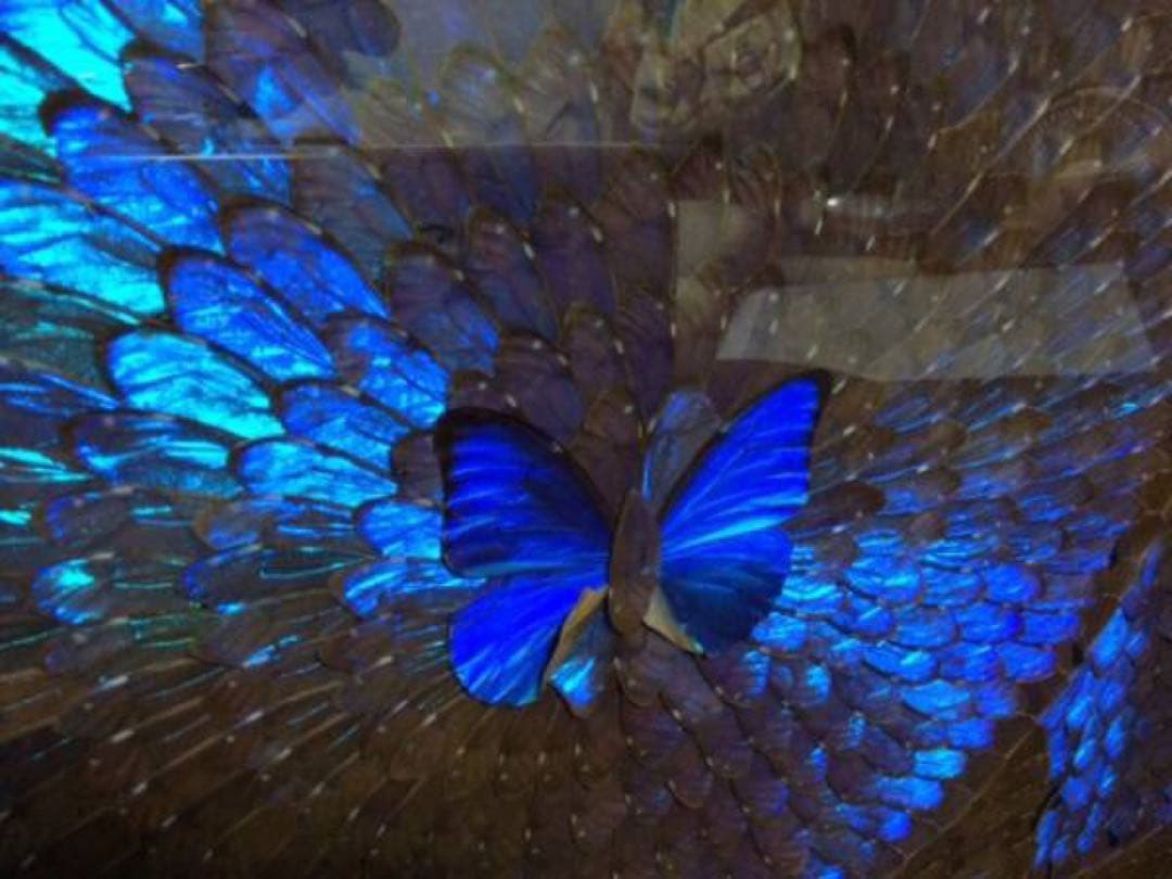 奇跡を呼ぶモルフォ蝶です。最終値下げ着払い横2100✖️縦1150✖️75〜80厚み