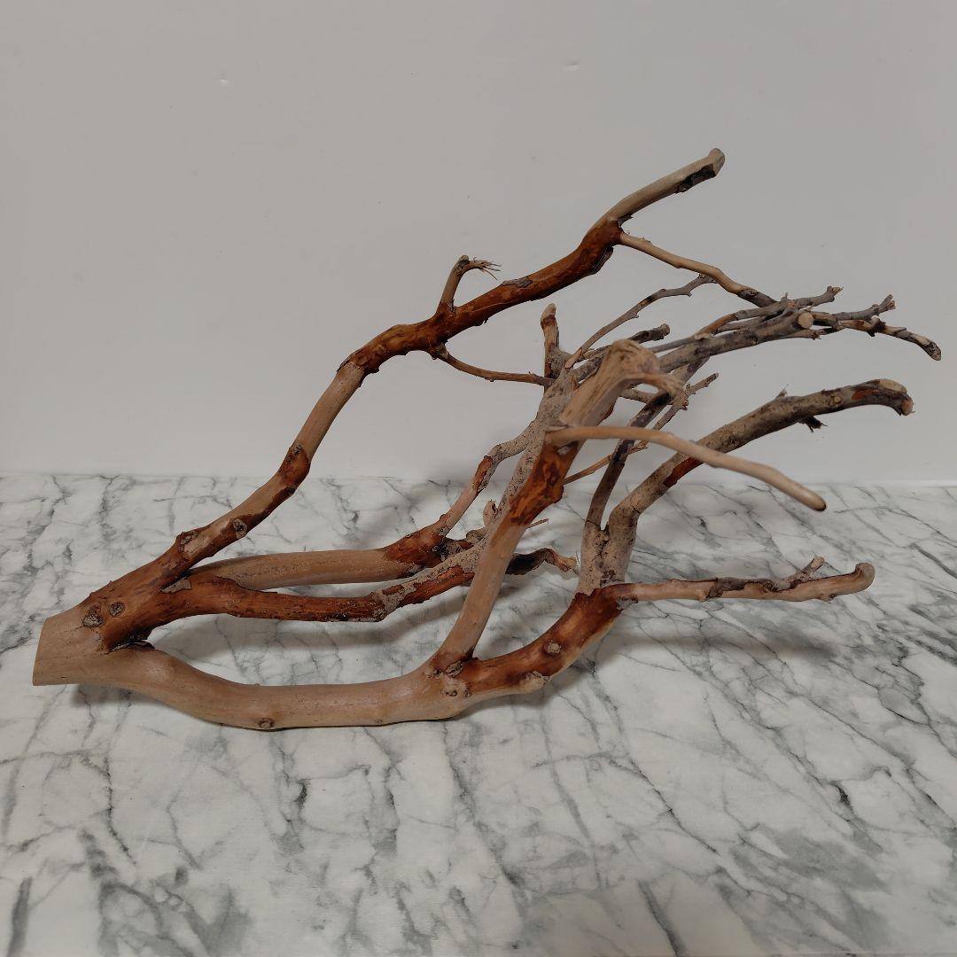 アク抜き済み流木【871】セール