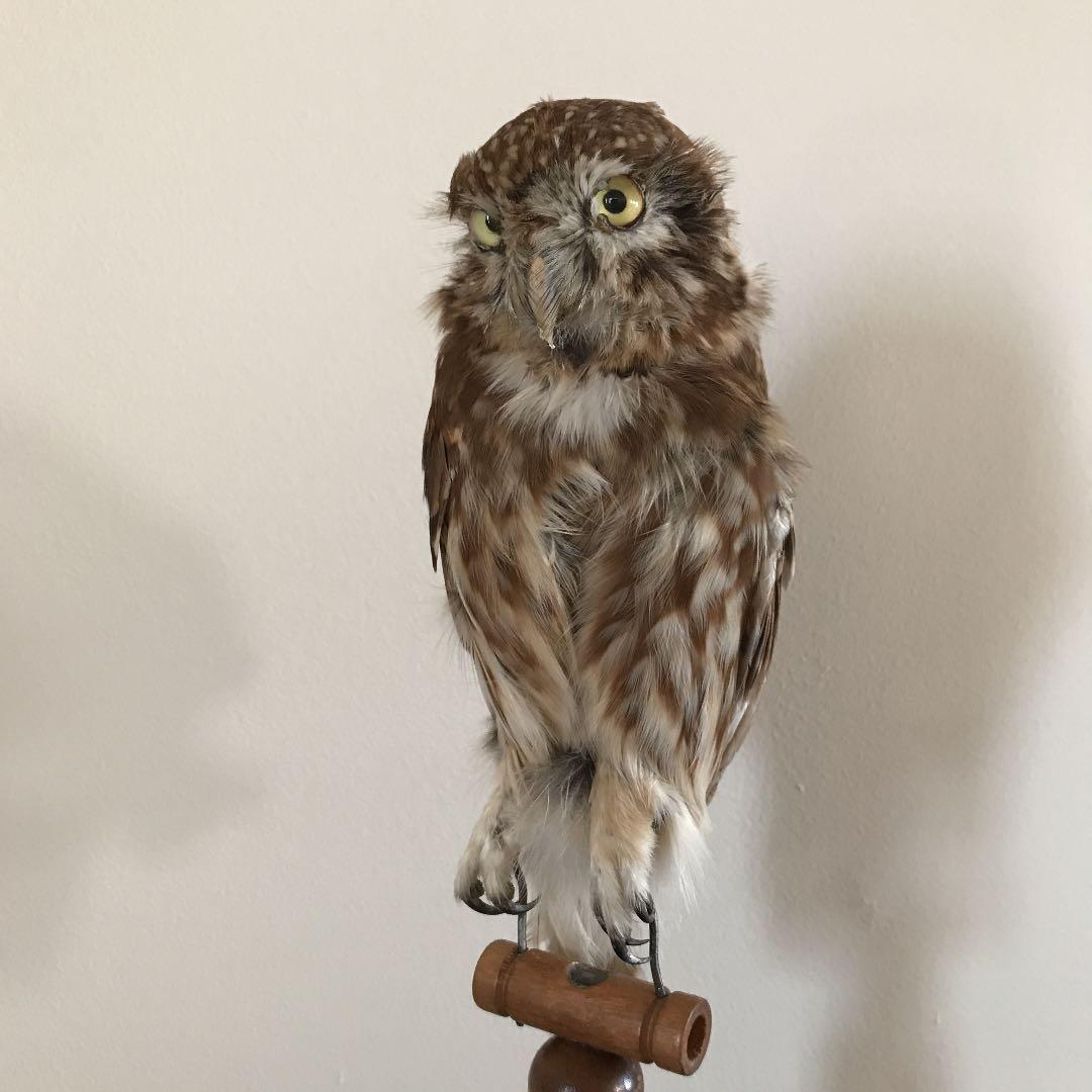 ビンテージ 鳥　オブジェ　レトロ　理科室　書斎　cabinet