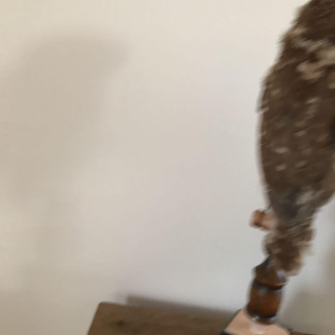 ビンテージ 鳥　オブジェ　レトロ　理科室　書斎　cabinet