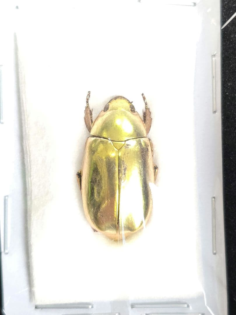 プラチナコガネ８頭ドイツ箱セット