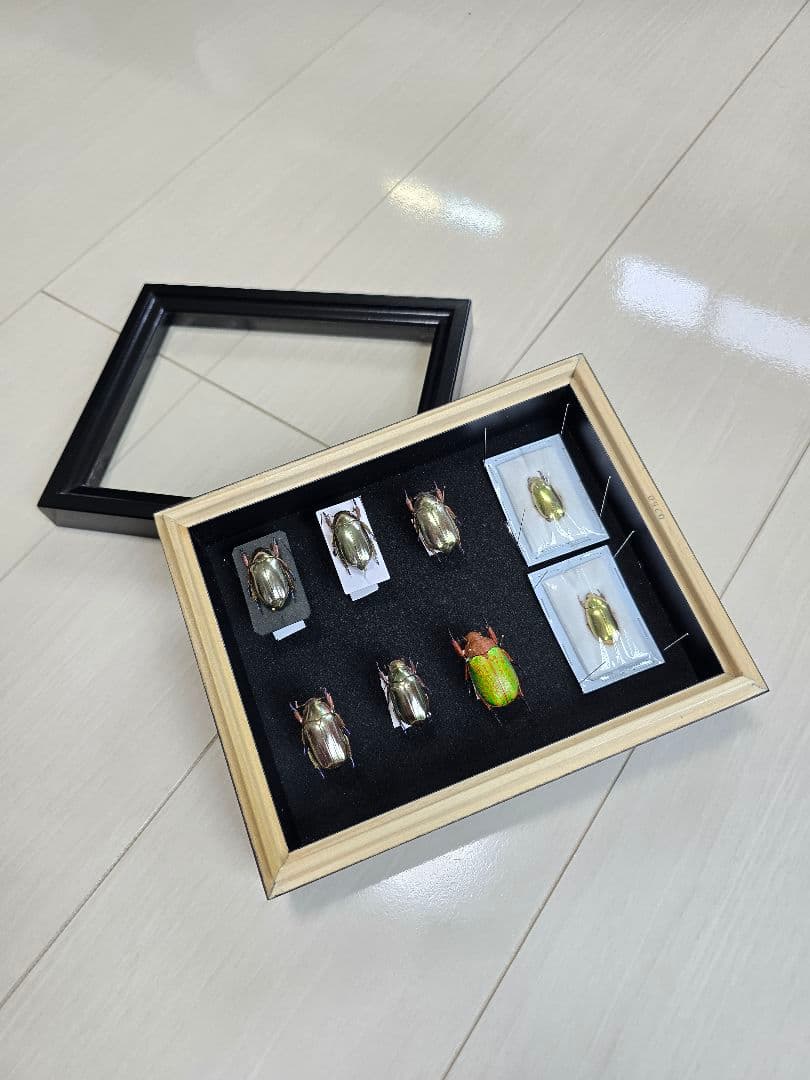 プラチナコガネ８頭ドイツ箱セット