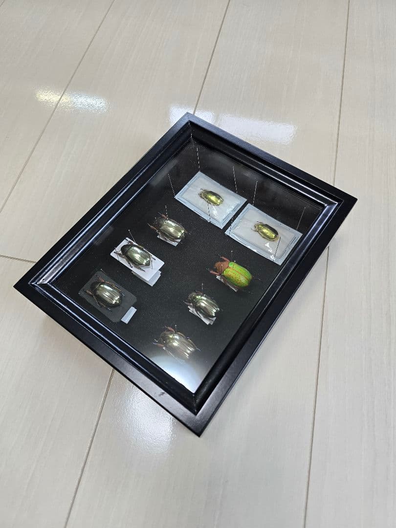 プラチナコガネ８頭ドイツ箱セット