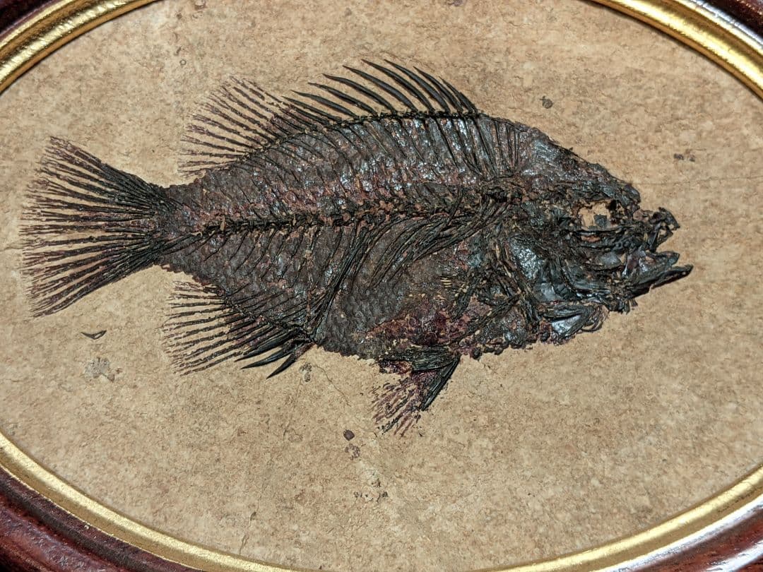 化石魚プリスカカラ　壁掛額入り