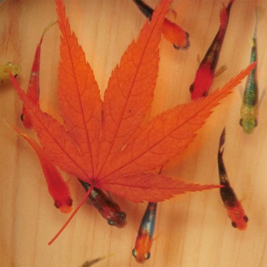 めだか メダカ アート 紅葉 プリザーブドフラワー 金魚 動物 透明 生き物