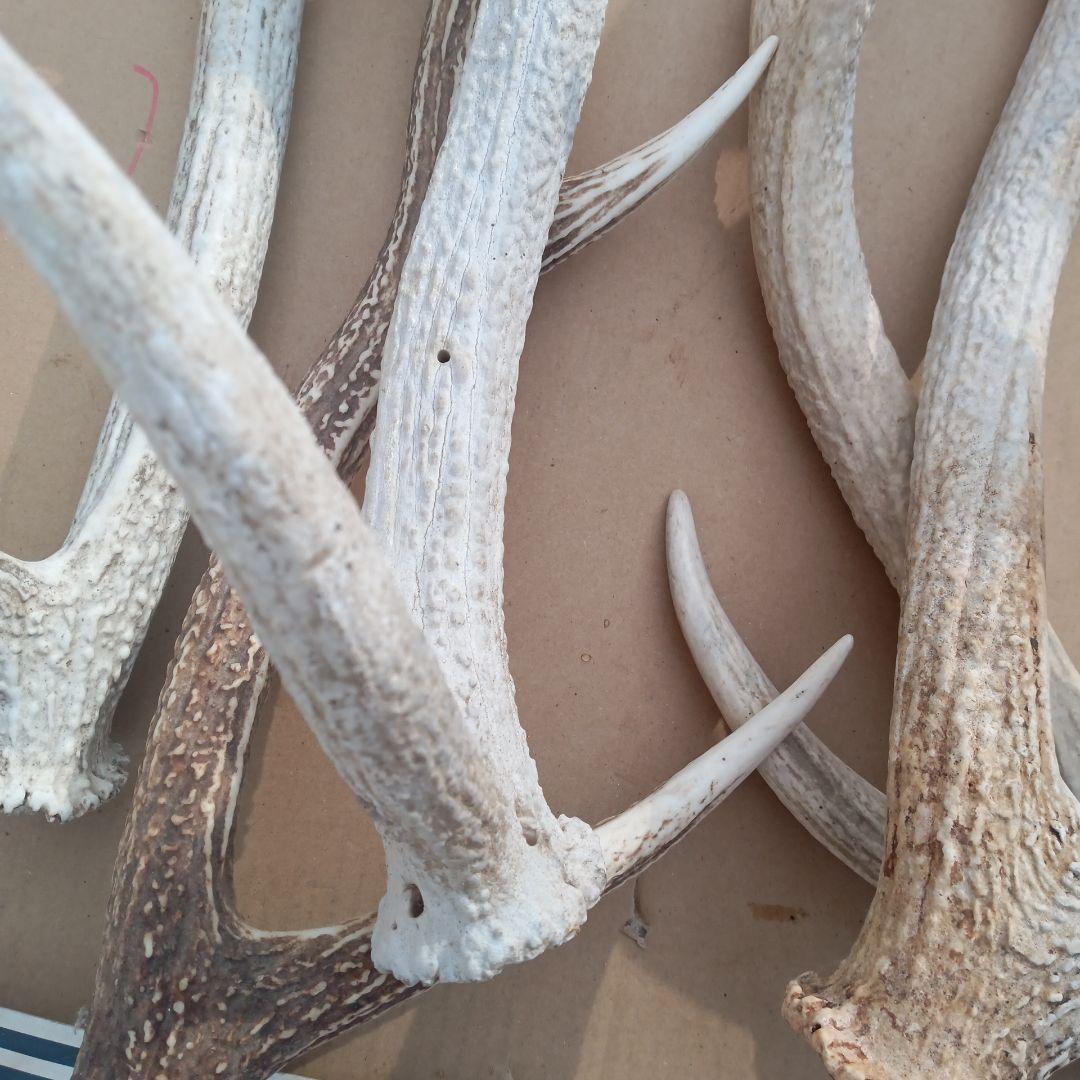 S*i様 蝦夷鹿の角　犬用おもちゃ 工芸品などに4番