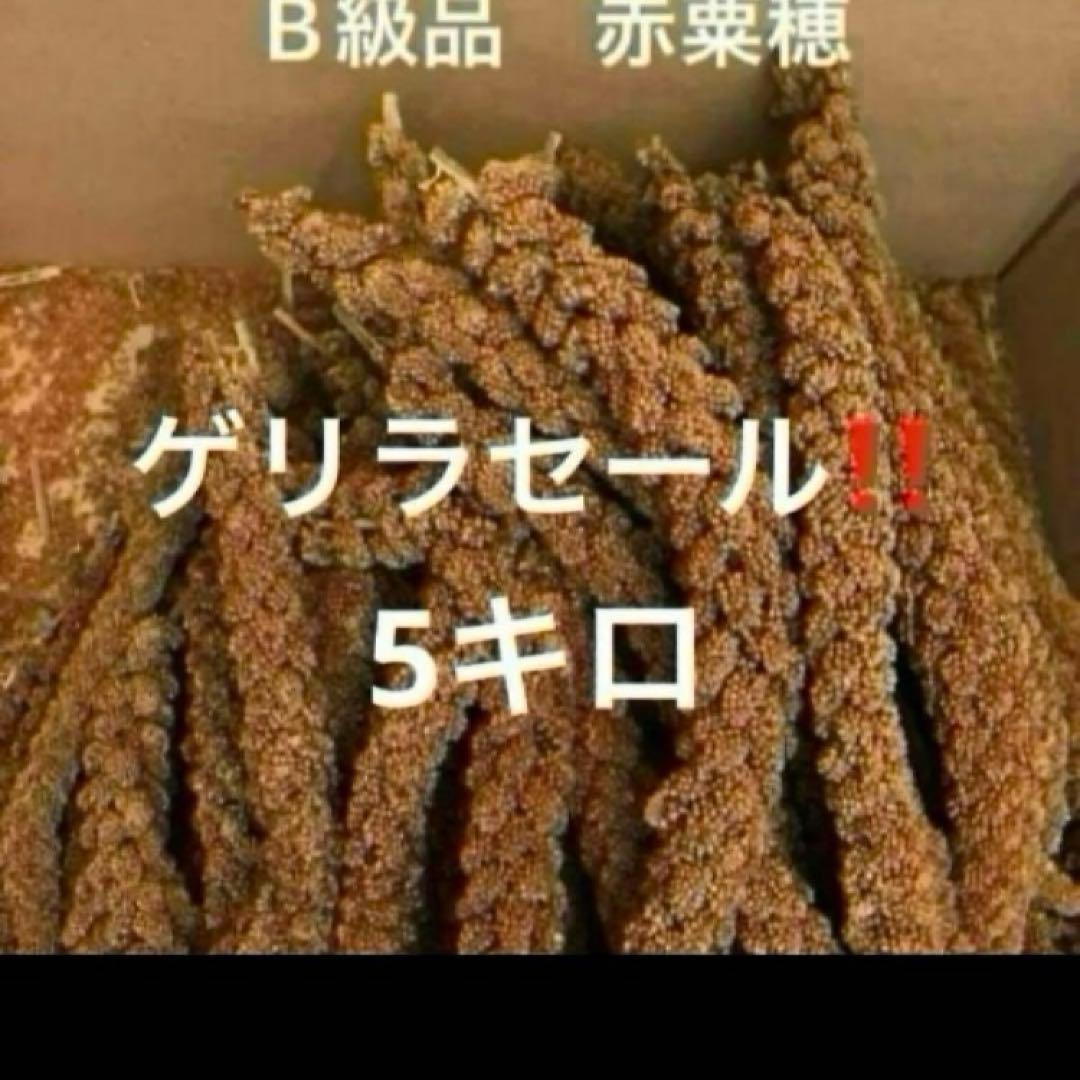 フランス産　赤粟穂