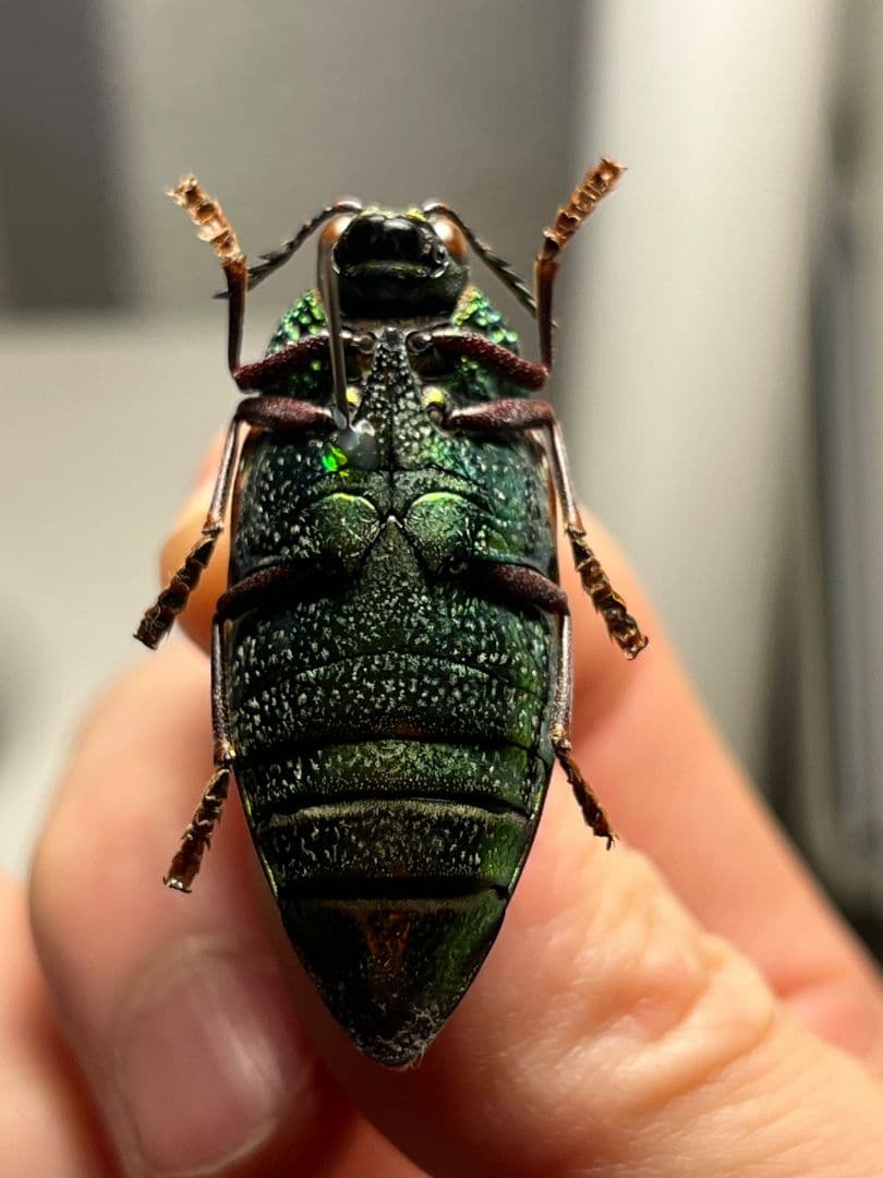 【年代物】チャイロフトタマムシ フトタマムシ スハンダエ プラチナコガネ 標本