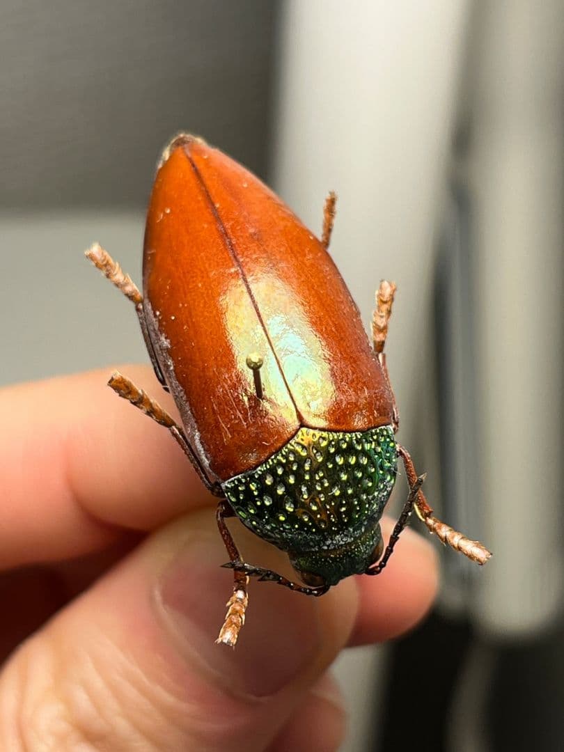 【年代物】チャイロフトタマムシ フトタマムシ スハンダエ プラチナコガネ 標本