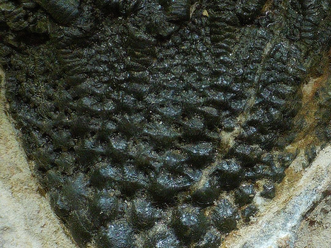 ウミユリ 化石 棘皮動物 重さ682 g 大きさ 約18x16 cm モロッコ産