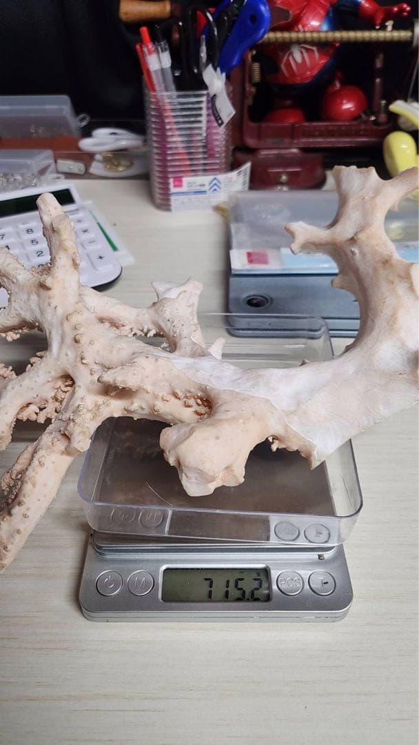 【桃色珊瑚 原木 約715g】