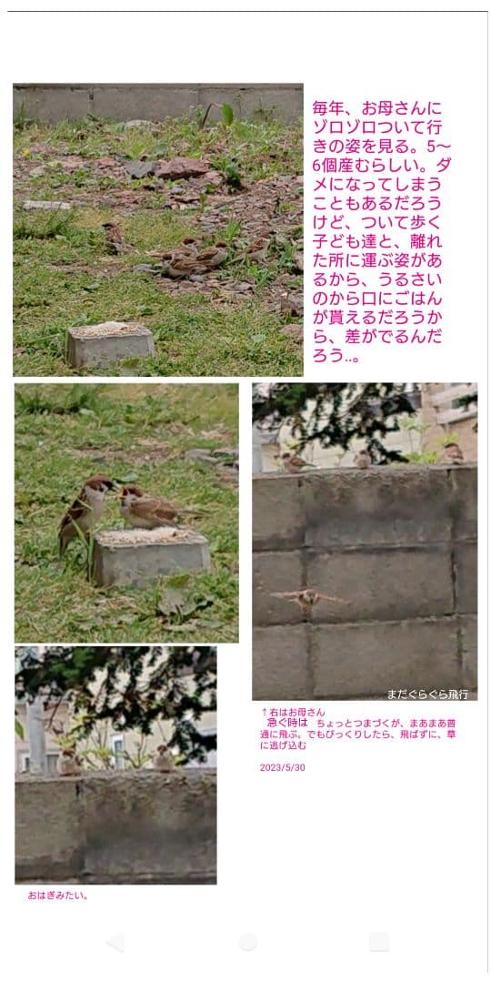 ハル様確認用野鳥のごはん