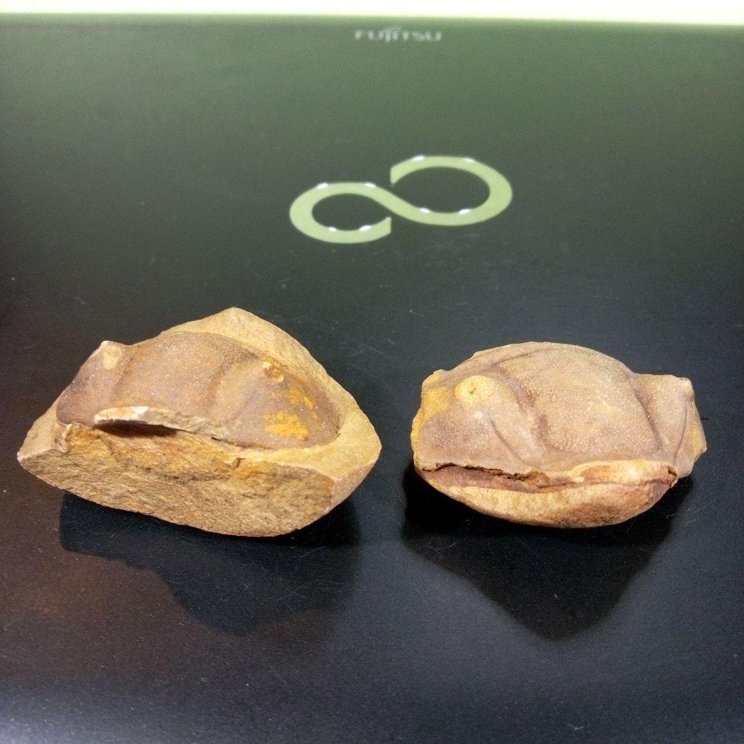 三葉虫　化石　fossil　ボリビア産　レア　Fossil識別⑤　２個セット