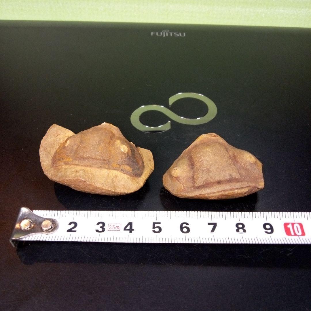 三葉虫　化石　fossil　ボリビア産　レア　Fossil識別⑤　２個セット