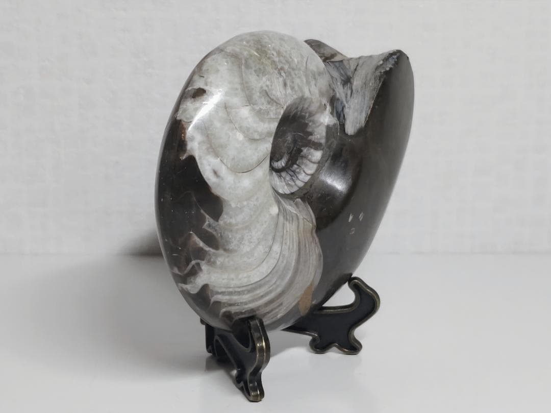 アンモナイト 295g 化石 鑑賞石 原石 自然石 誕生石 鉱石 鉱物 水石