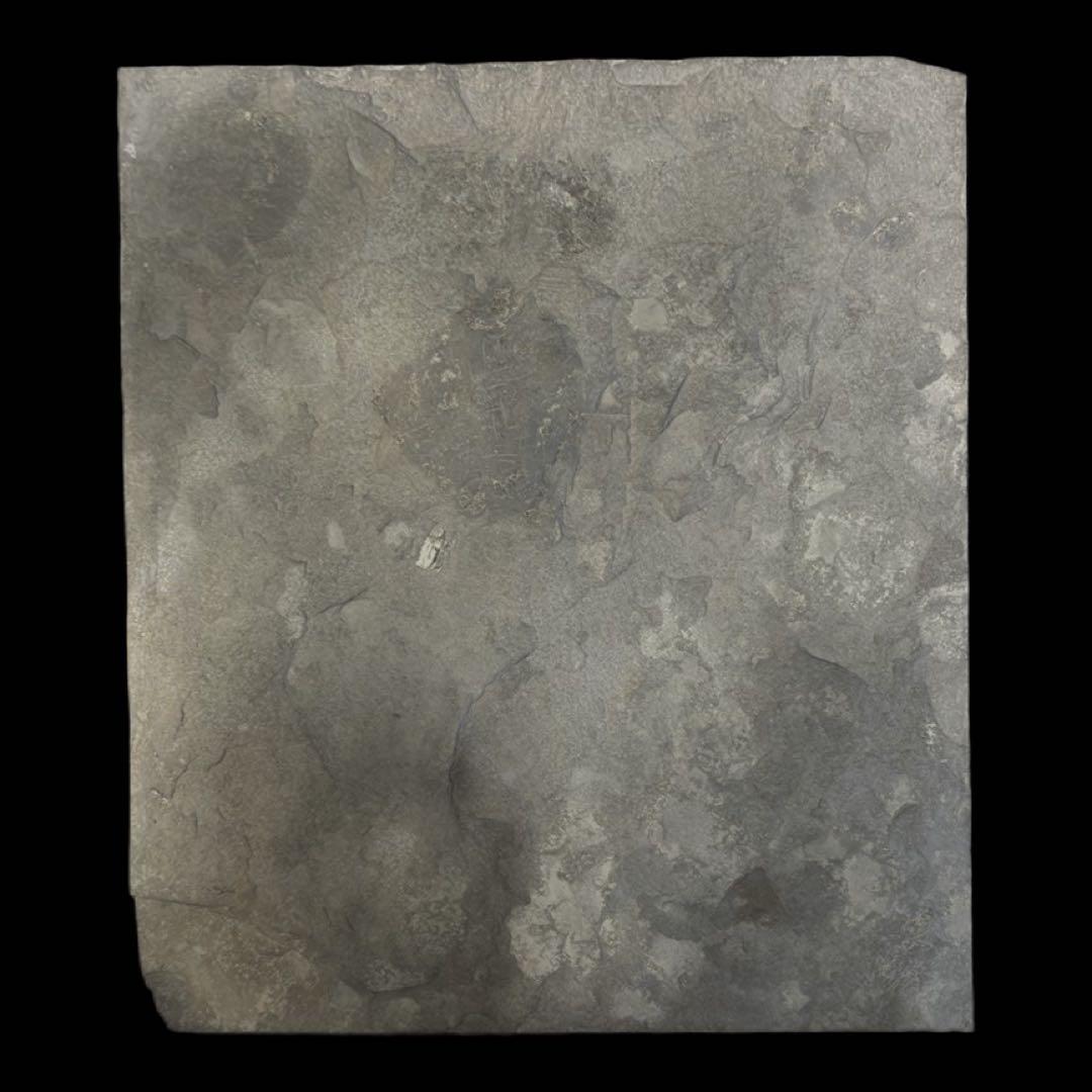 虹色アンモナイト　化石　イングランド・サマセット 産