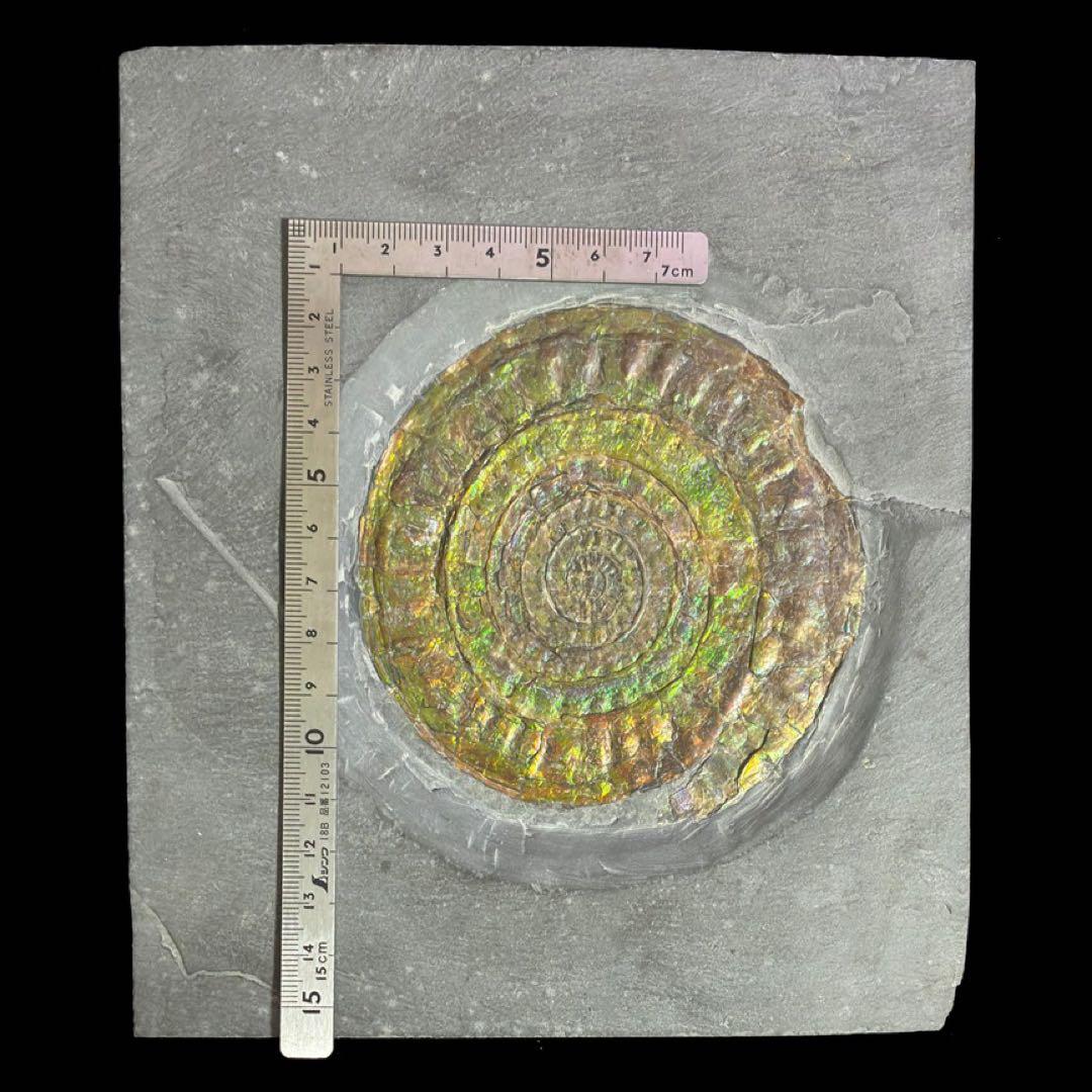 虹色アンモナイト　化石　イングランド・サマセット 産