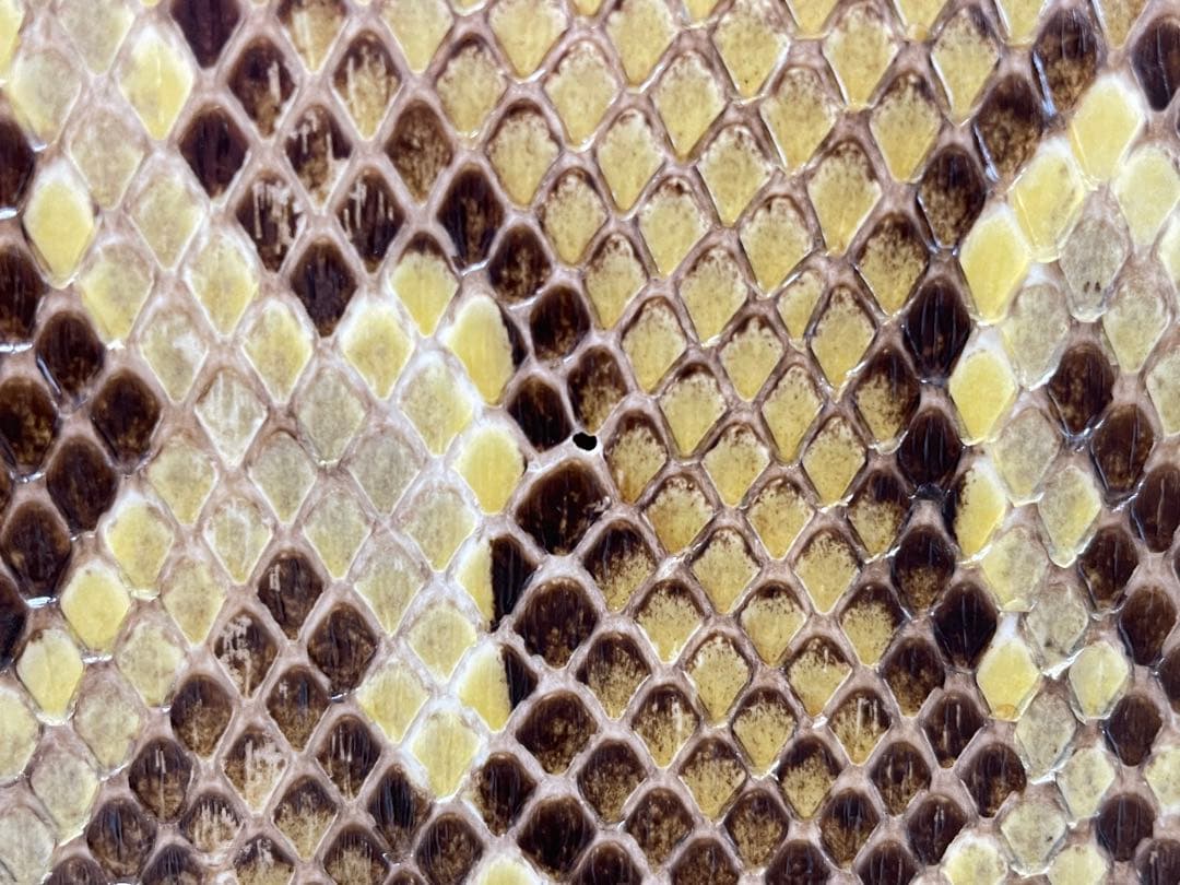 沖縄三線 紫檀棹 本皮1枚張り 高級モデル