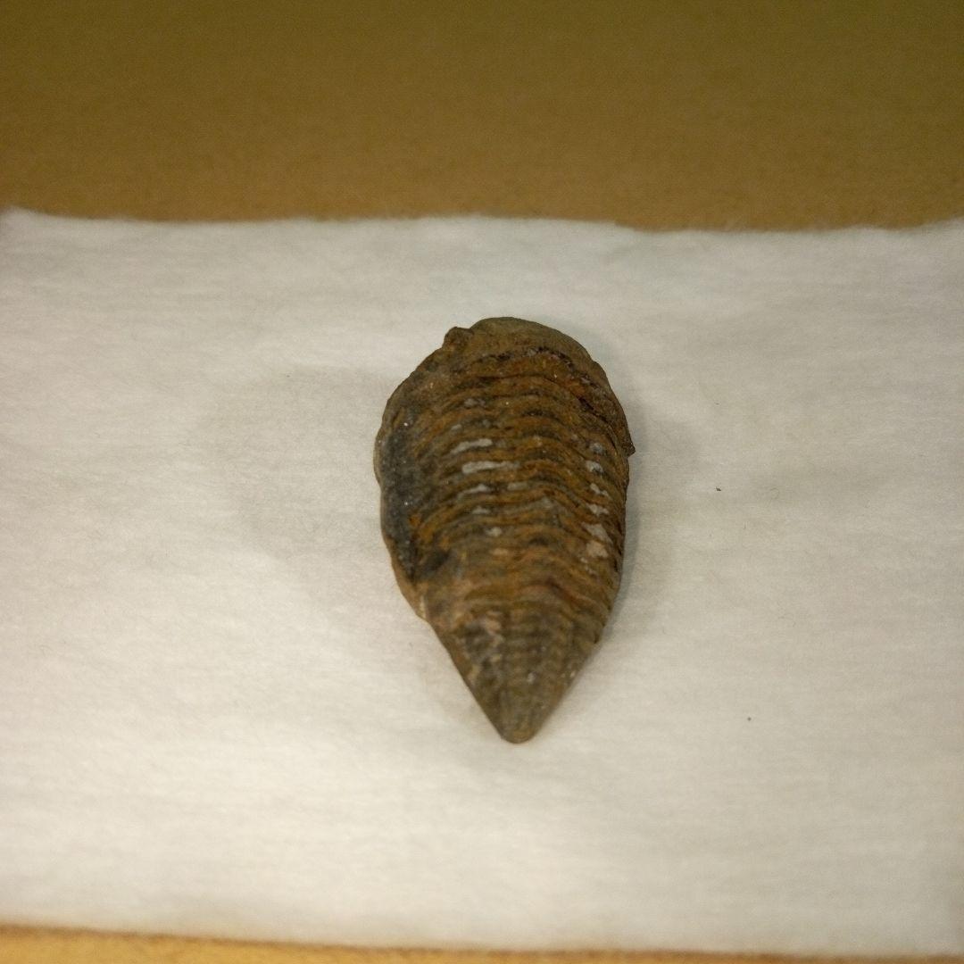 三葉虫　化石　三葉虫化石　究極のレトロ　fossil　ボリビア産　化石管理番号⑯