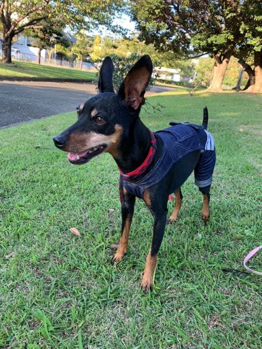 愛犬サンプル写真