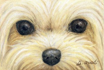 【原画】Animal-eyes『犬』（パステル画）