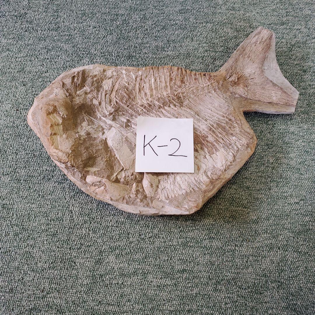 魚の化石 k-2