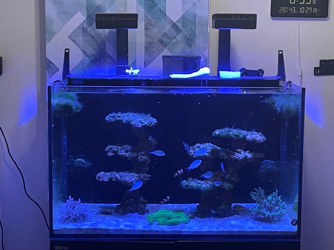 人工ライブロック 2点セット‼️　盆栽型