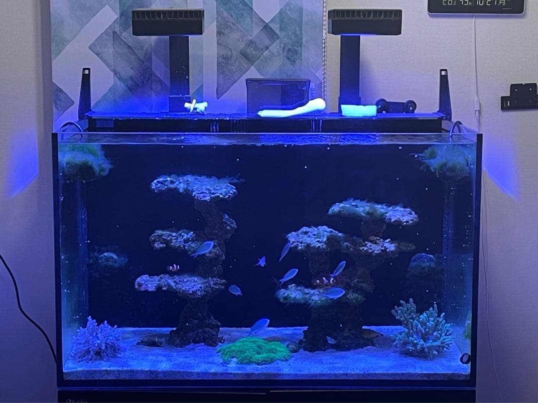 人工ライブロック 2点セット‼️　盆栽型