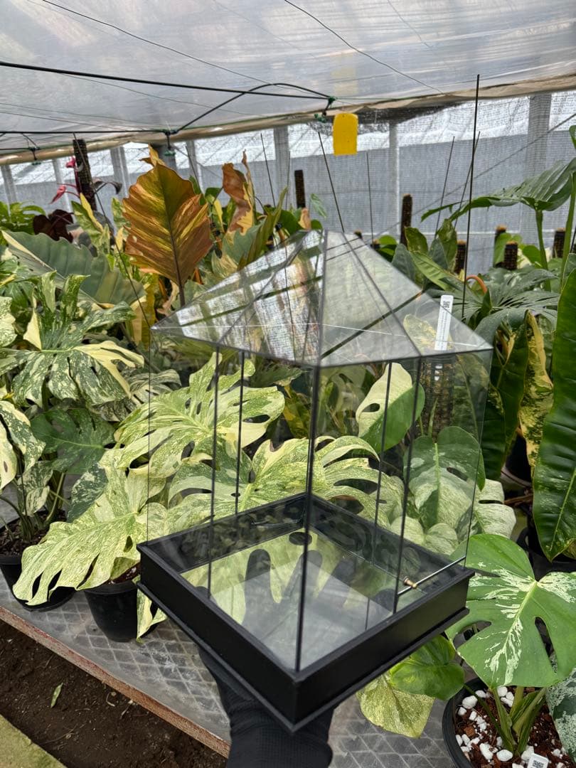 手作りガラス温室風テラリウムケース