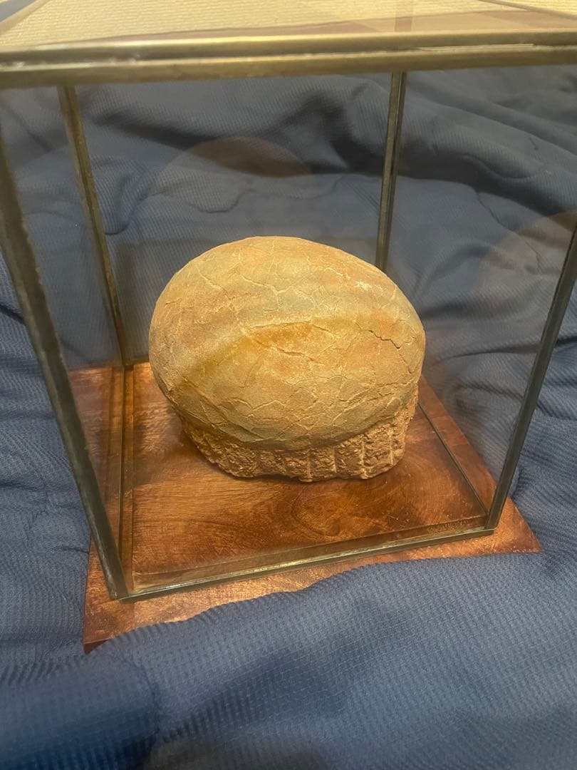 【入手困難】恐竜の卵　化石　ハドロサウルスの卵　SP1