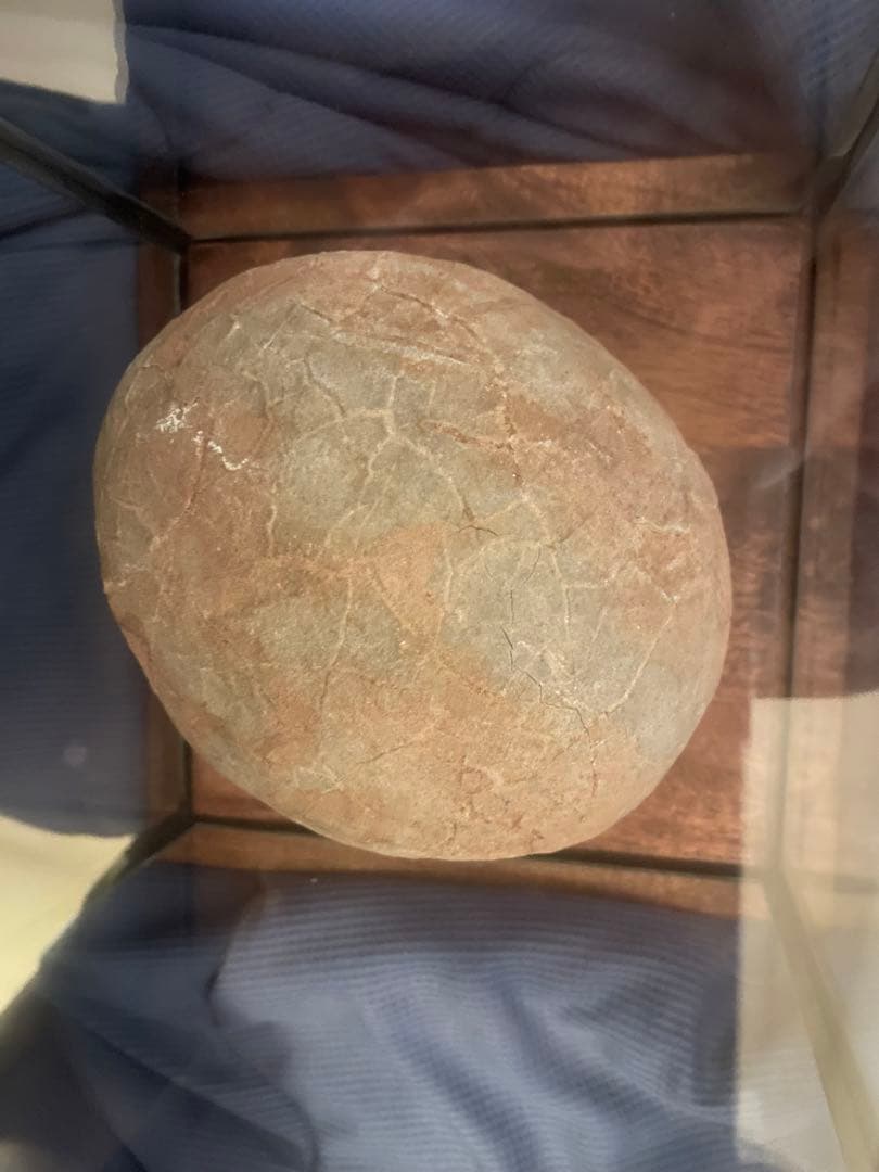 【入手困難】恐竜の卵　化石　ハドロサウルスの卵　SP1
