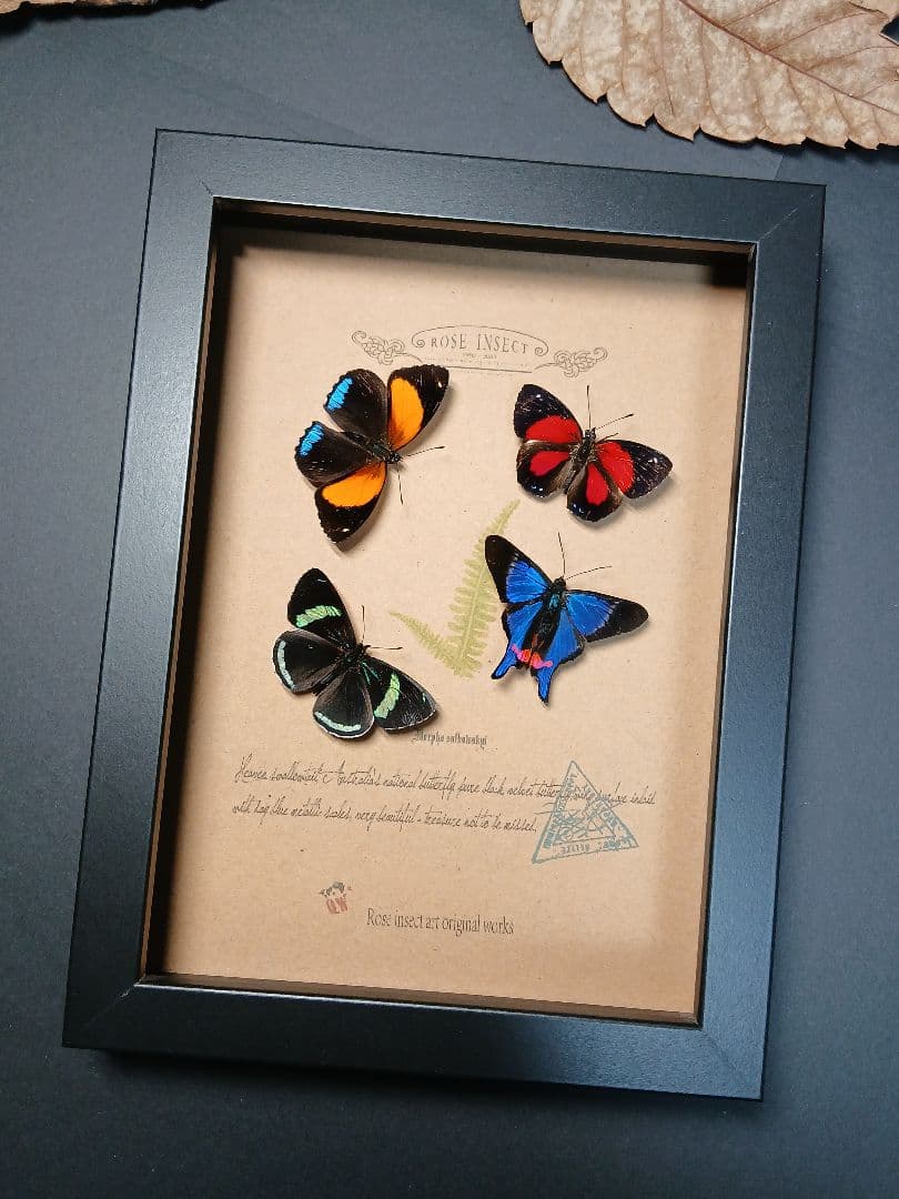 アマゾン原生熱帯雨林の昆虫標本アート ｜一点物・ハンドメイド・オリジナル作品