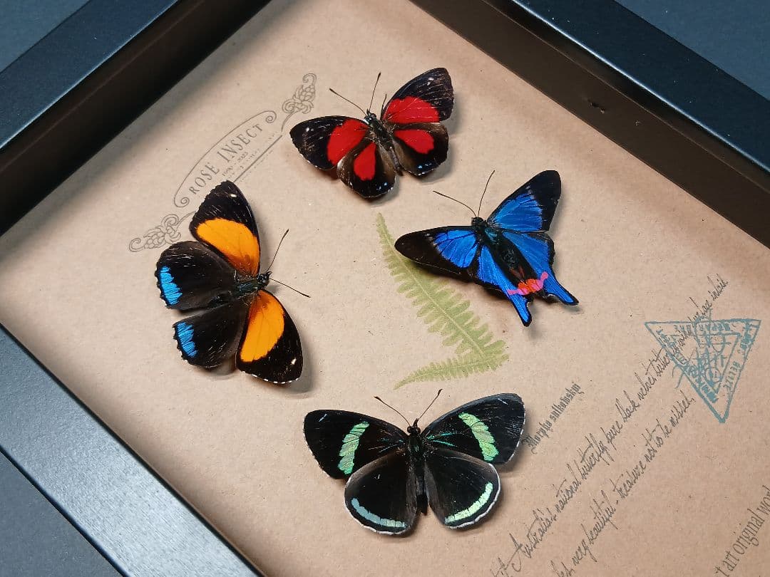アマゾン原生熱帯雨林の昆虫標本アート ｜一点物・ハンドメイド・オリジナル作品