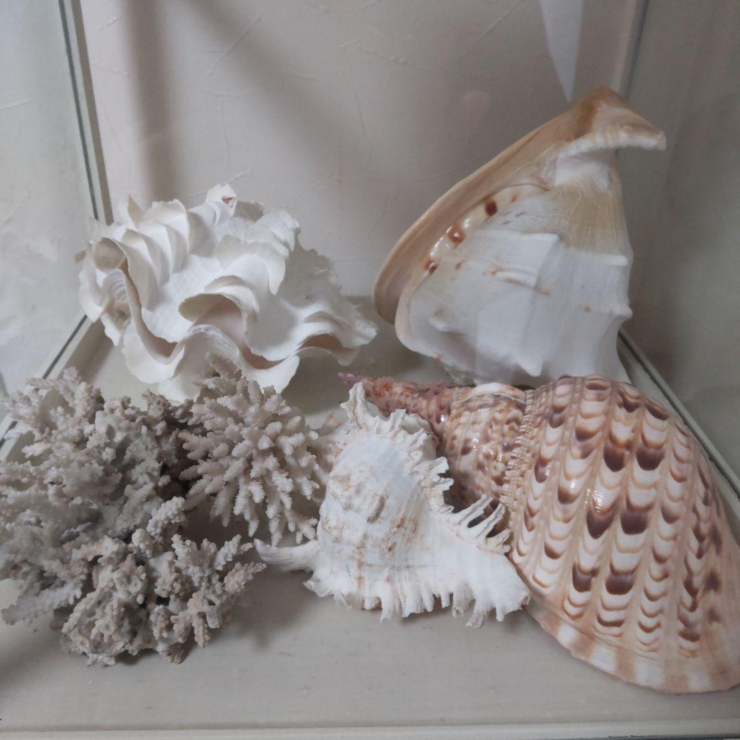 ほら貝 ピンクガイ サンゴセット