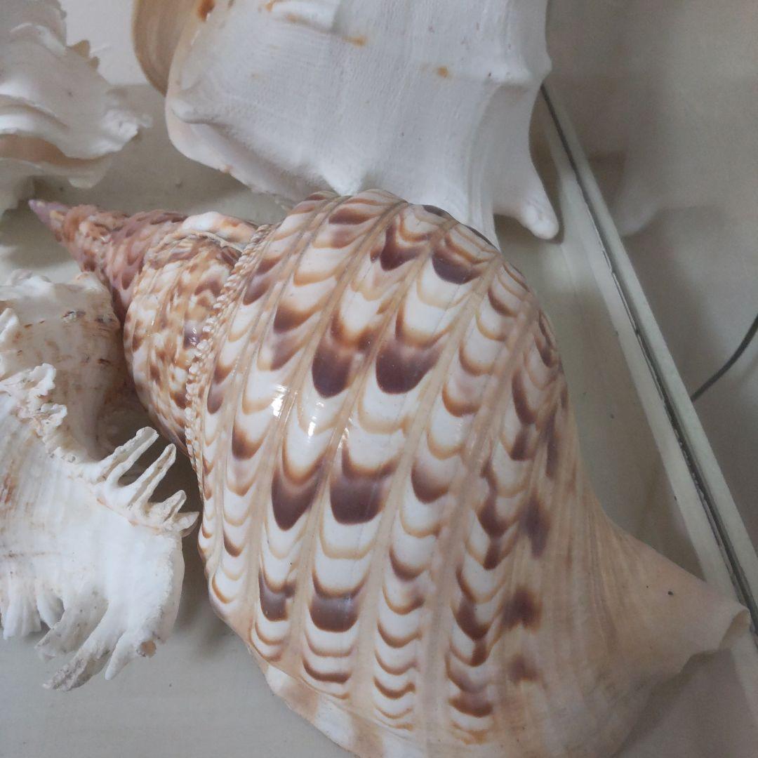 ほら貝 ピンクガイ サンゴセット