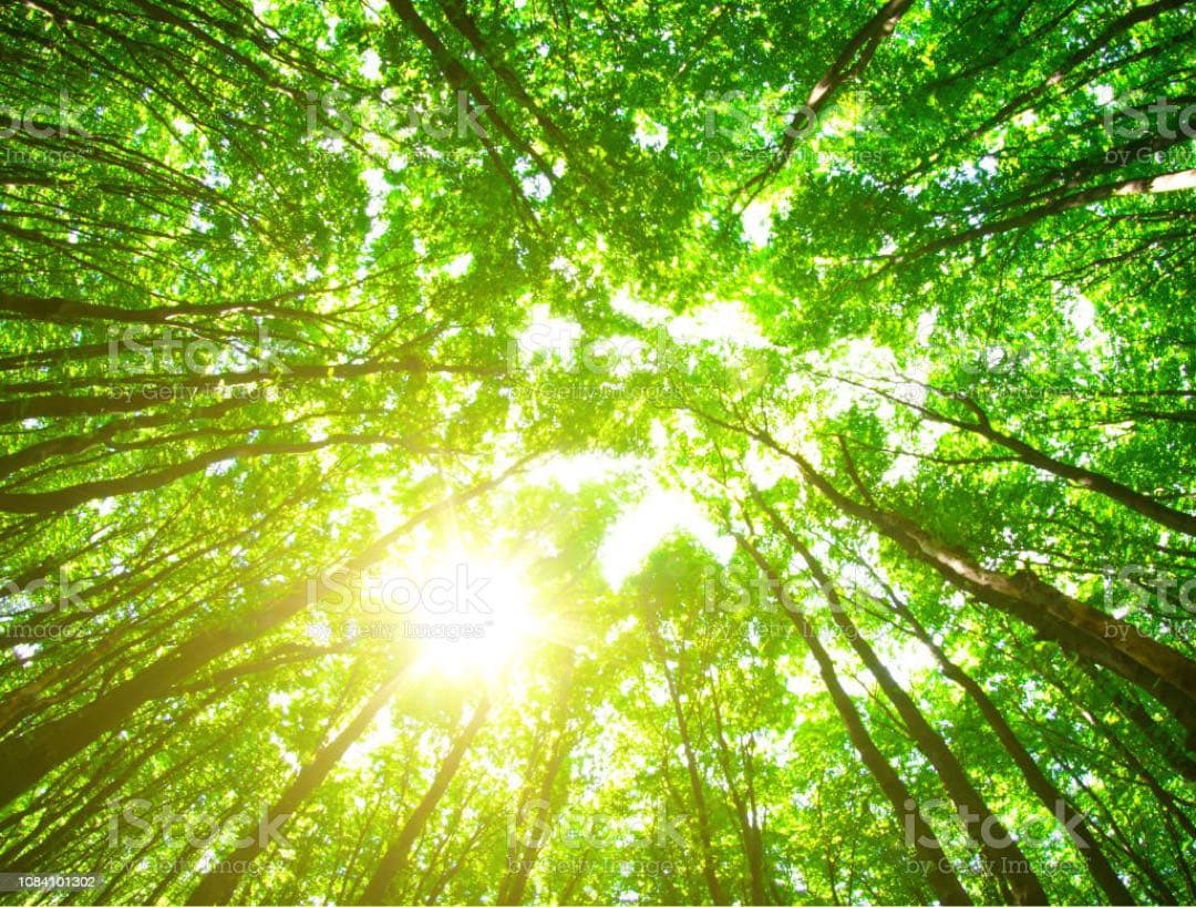 ねこみやスペシャルコース